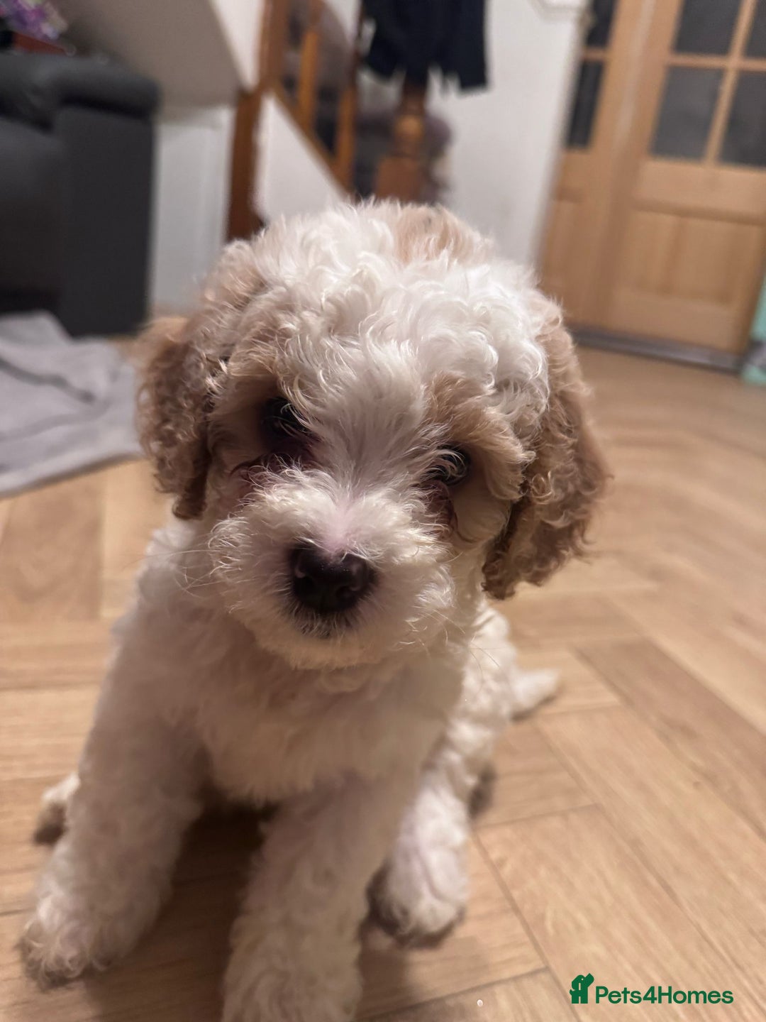 Mixed Breed dogs for sale: Cavapoo X Shihpoo puppies for sale - Image 7