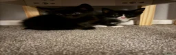 British Shorthair cats for sale: Kittens for sale. - Advert 6