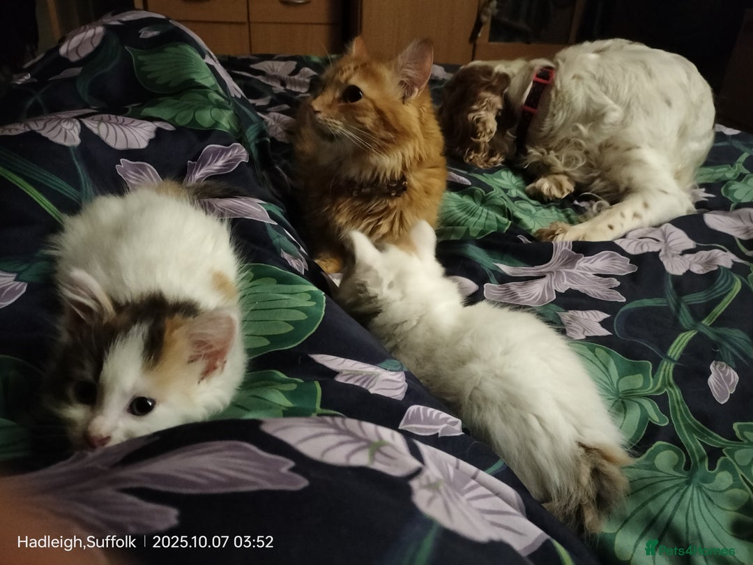 British Longhair cats for sale: ADORABLE DOG AND HOOVER PROOF KITTENS - Image 15