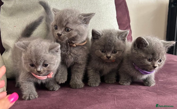 British Shorthair cats - Advert 18