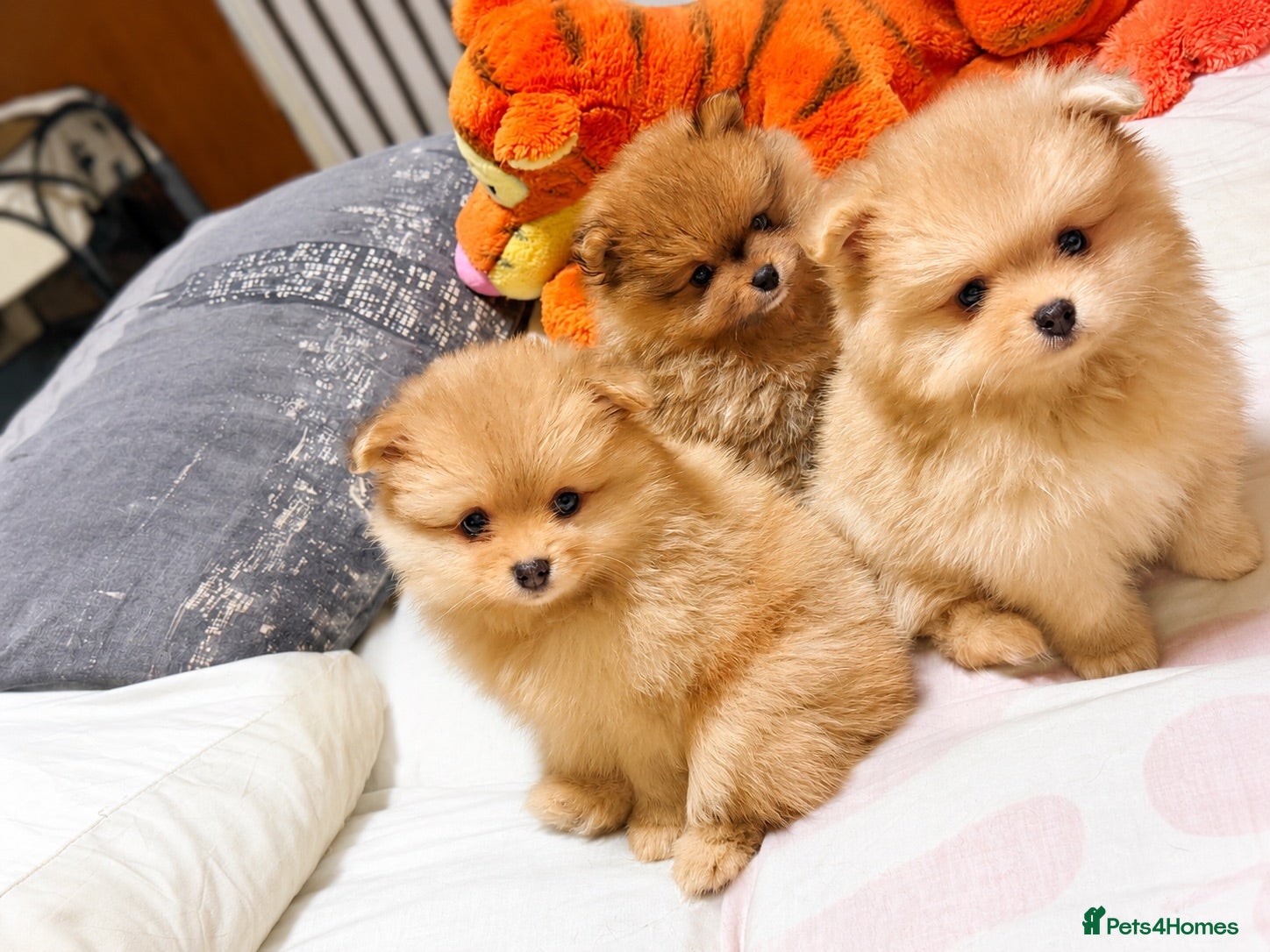 Pomeranian dogs 6 weeks old Pomeranian puppies avaliable - Advert 12
