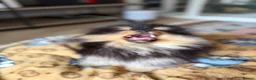 Pomeranian dogs for sale: KC Registered Black & Tan Pomeranian Boy Puppy  - Advert 4