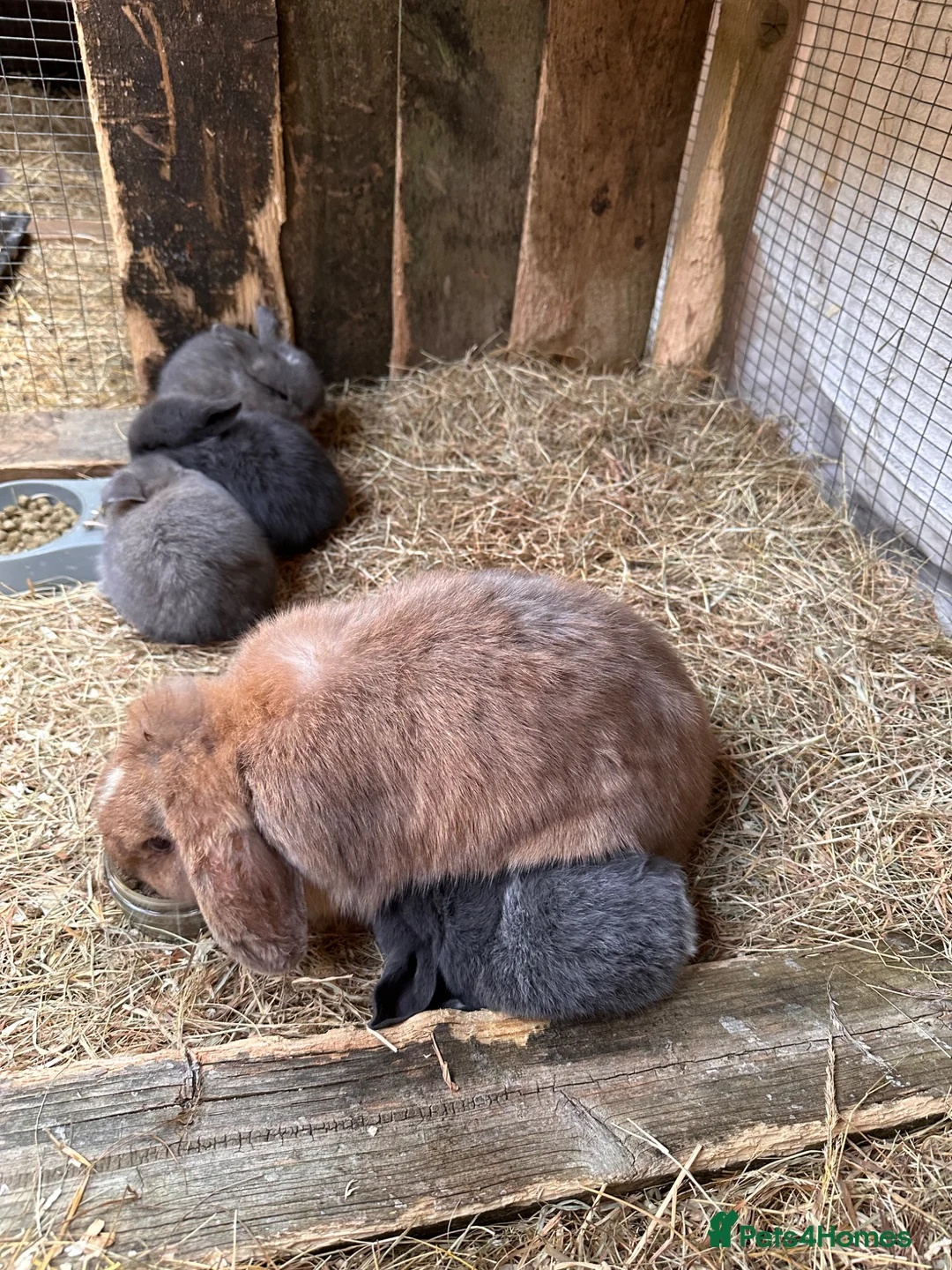 Mini Lop rabbits for sale: Mini lop bunnies in Barnstaple - Advert 2