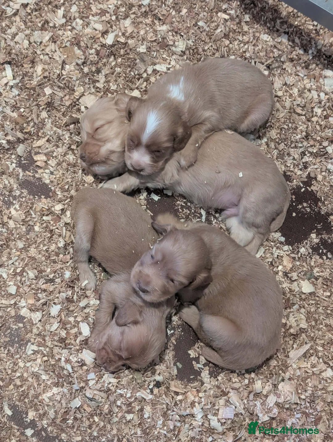 Cocker Spaniel dogs for sale: Pups from Health Tested Champion Trialling lines. - Advert 27