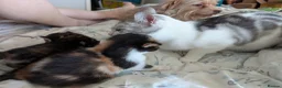 Mixed Breed cats for sale: Bengal x kittens  - Advert 11