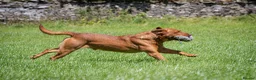 Labrador Retriever dogs for stud: Fox red labrador for stud- FULLY HEALTH TESTED  in Leyburn - Advert 11