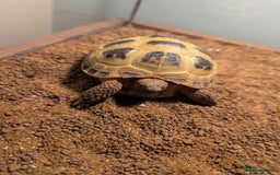 Tortoise reptiles for sale: Healthy Horsfield Tortoise with Full Setup - Image 5