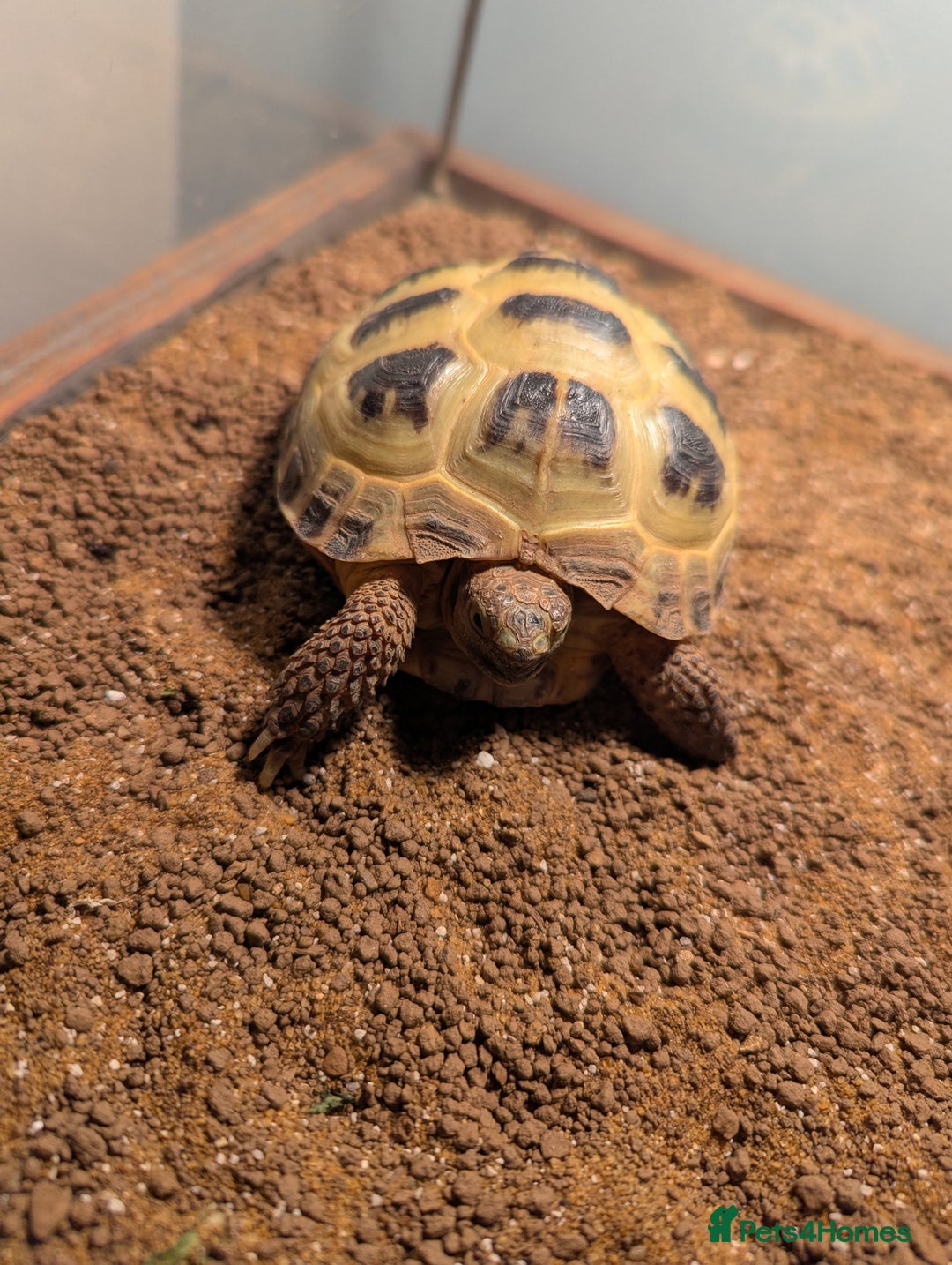 Tortoise reptiles for sale: Healthy Horsfield Tortoise with Full Setup - Image 5