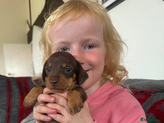 Miniature Dachshund dogs Super cute mini Daxis - Advert 5