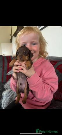 Miniature Dachshund dogs Super cute mini Daxis - Advert 9