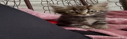 Mixed Breed cats for sale: 🐾 6 Beautiful Bengal × British Longhair Kittens🐾 - Advert 34