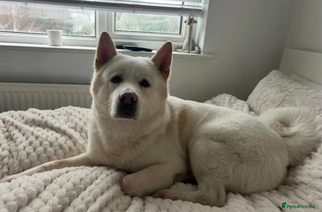 Mixed Breed dogs for sale: Beautiful Doberman/Akita Cross – Loving, Boy - Advert 4