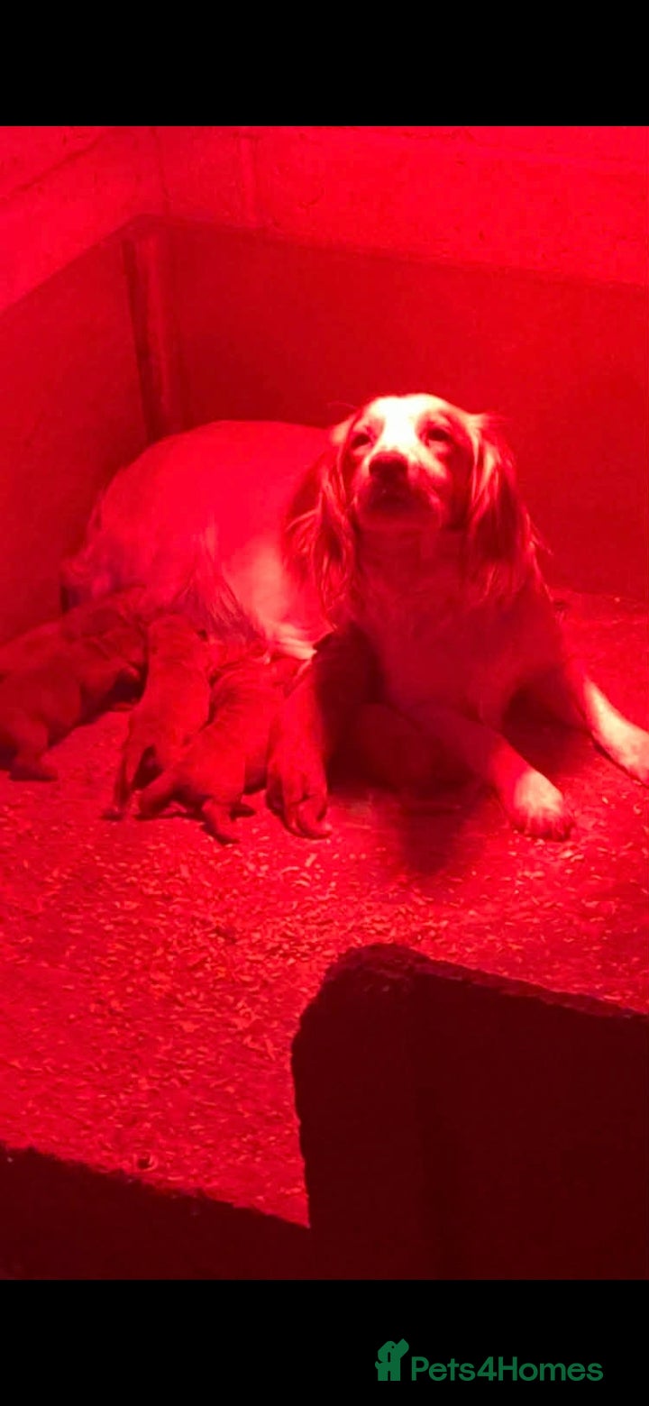 Cockapoo dogs Cockapoo puppies  - Advert 1