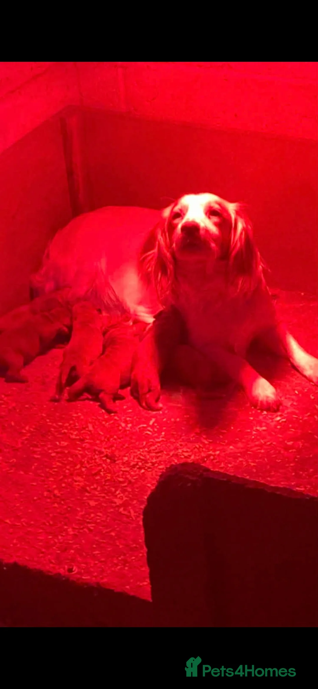 Cockapoo dogs for sale: Cockapoo puppies  - Advert 13