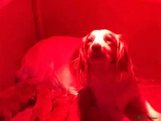 Cockapoo dogs Cockapoo puppies - Advert 1