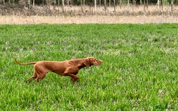 Hungarian Vizsla dogs for sale: Hungarian Vizsla Puppies - Outstanding Pedigree  - Advert 15