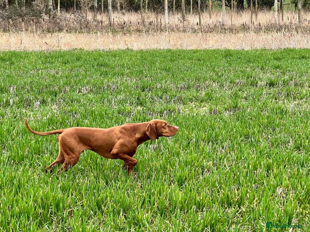 Hungarian Vizsla dogs for sale: Hungarian Vizsla Puppies - Outstanding Pedigree  - Advert 15