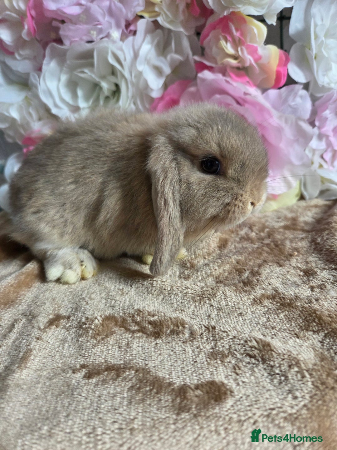 Mini Lop rabbits for sale: 💖💙Friendly & adorable Pure bred mini lop babies  - Image 15