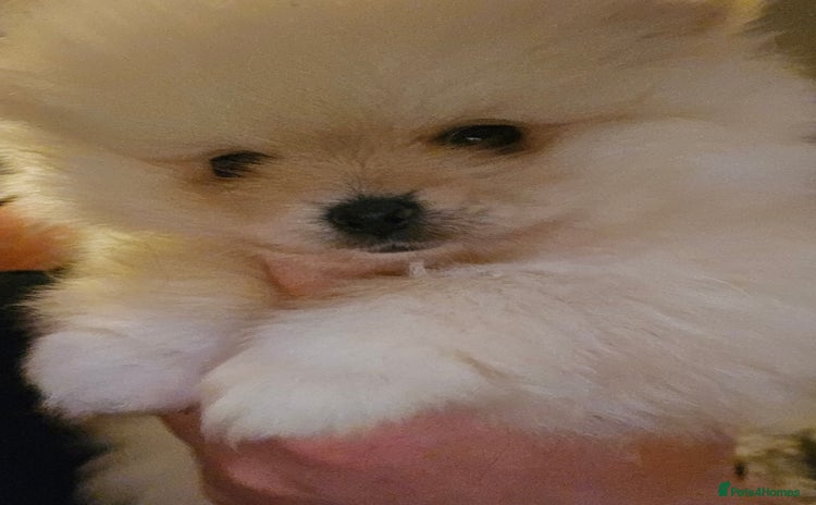 Pomeranian dogs - Advert 7