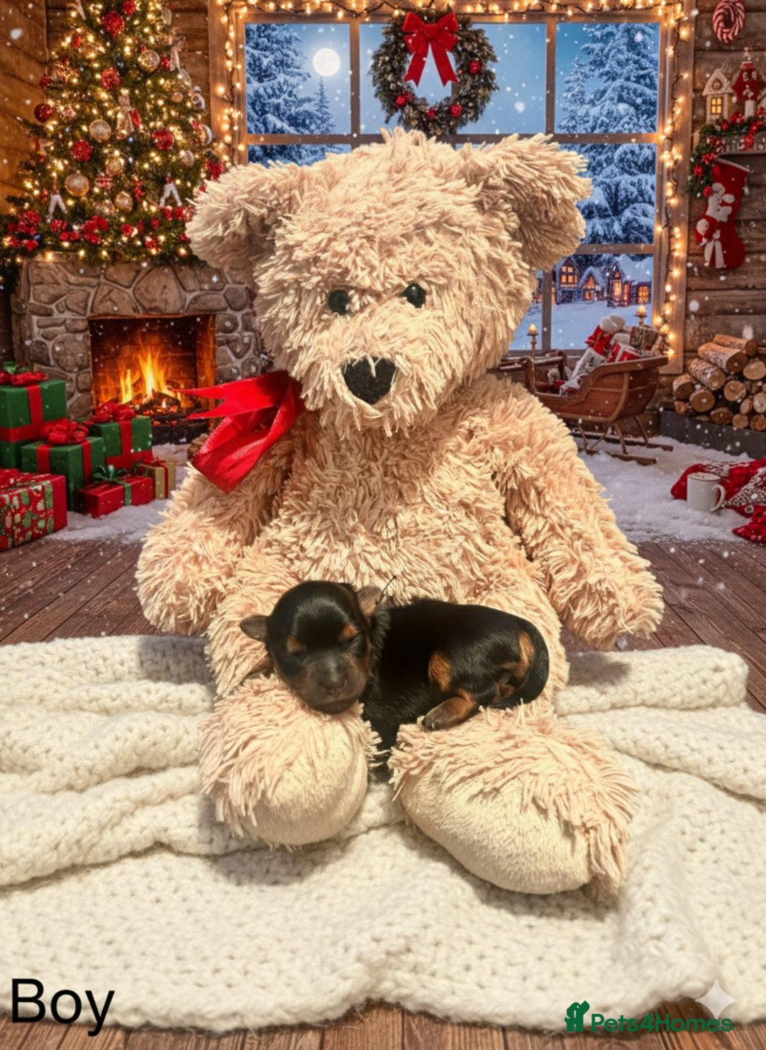 Yorkshire Terrier dogs for sale: Yorkshire terrier  - Advert 25