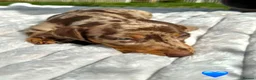 Miniature Dachshund dogs for sale: Miniature Dachshund Boys For Sale  in Blaenau Ffestiniog - Advert 4