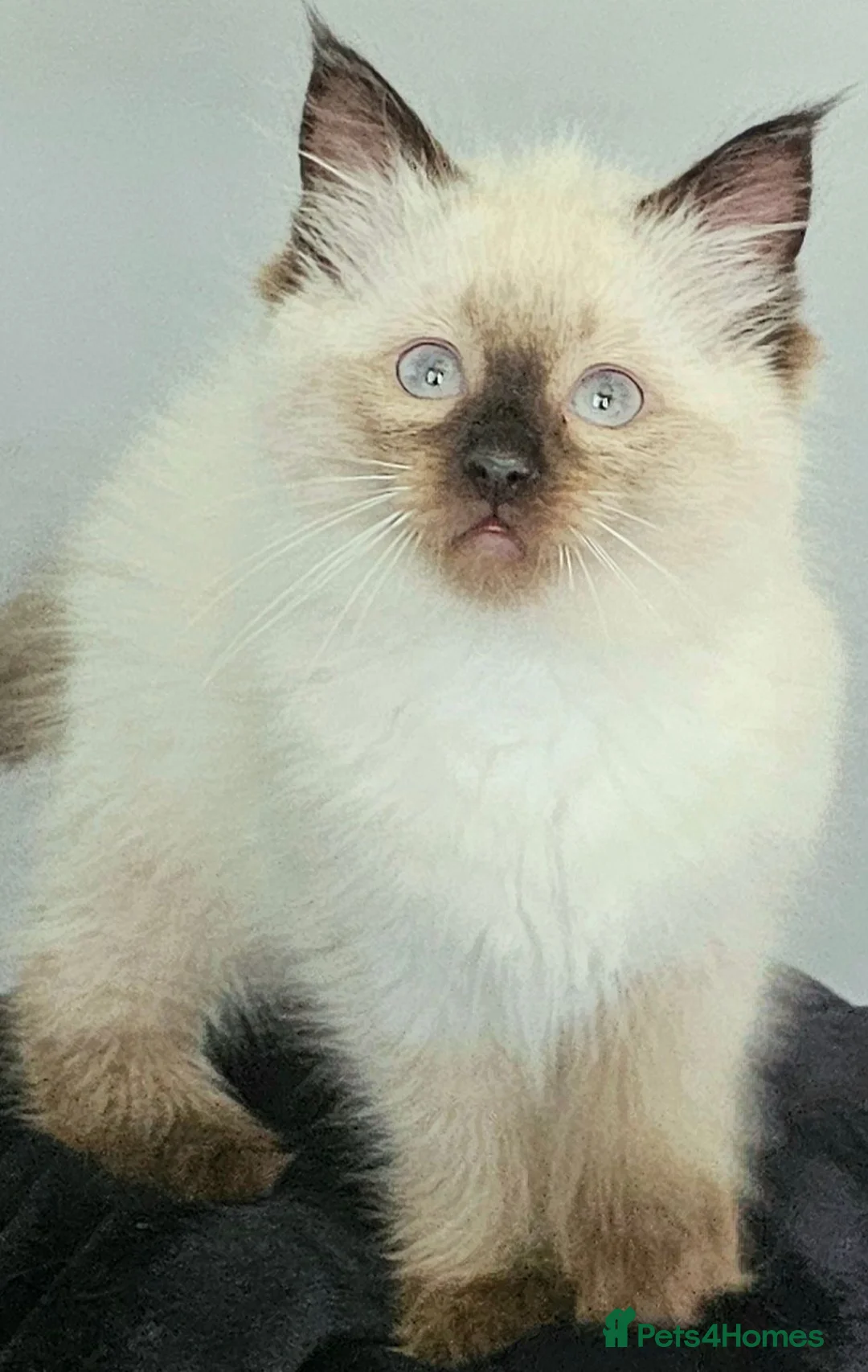 Ragdoll cats for sale: 2 beautiful seal point Ragdoll Kittens  - Advert 19