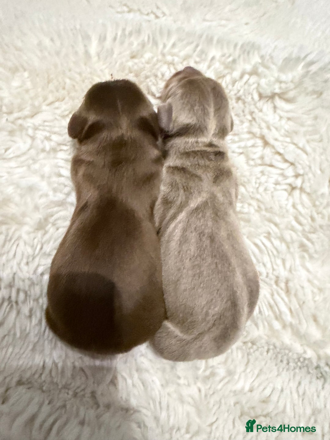 Miniature Dachshund dogs for sale: Mini smooth dachshund  - Advert 8