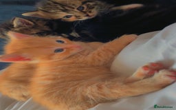 Mixed Breed cats for sale: 4Adorable Longhair Kittens-ready late Sep - Image 7