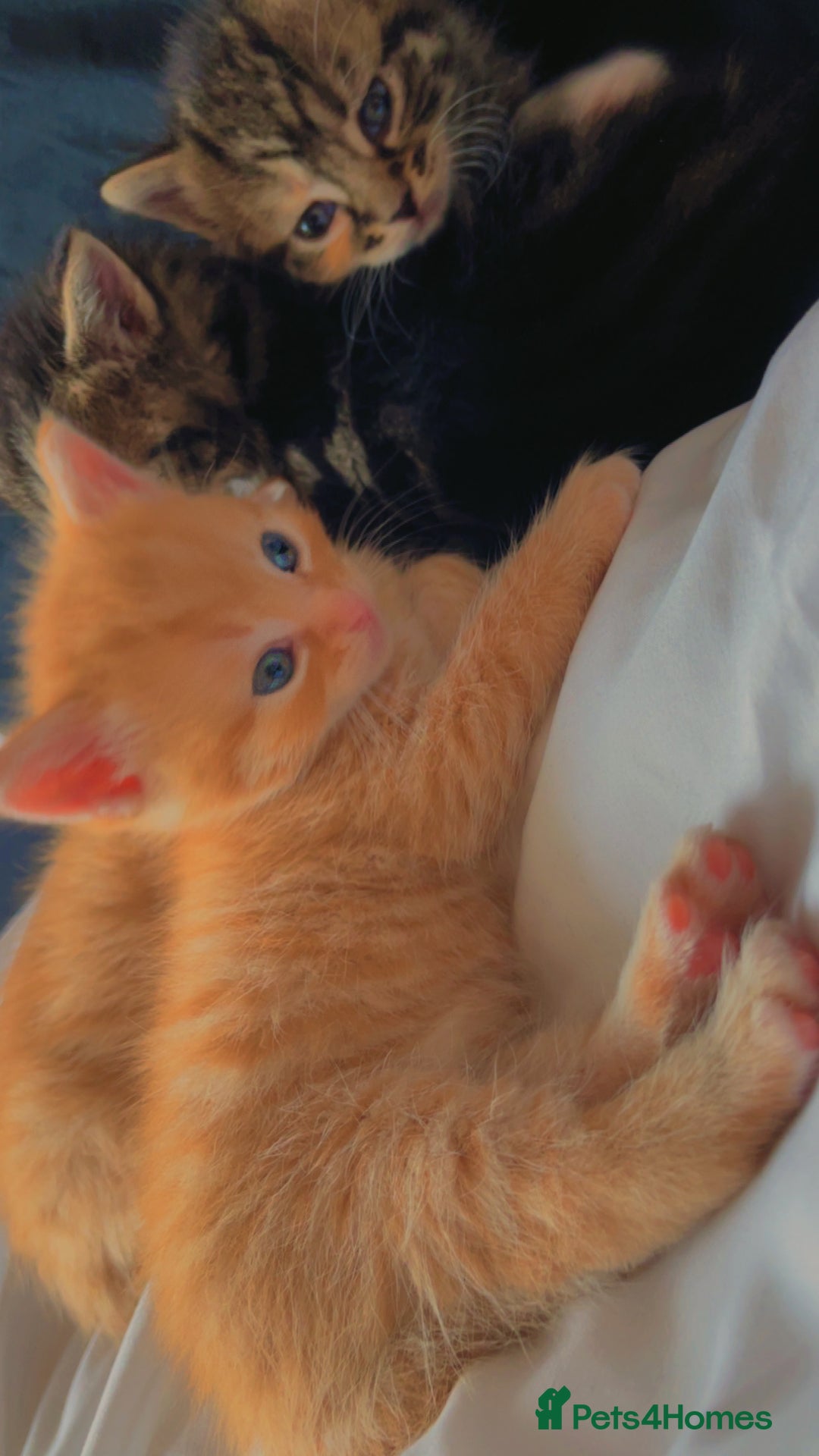 Mixed Breed cats for sale: 4Adorable Longhair Kittens-ready late Sep - Image 7