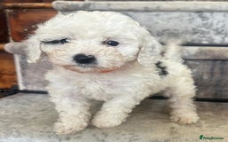 Mixed Breed dogs for sale: Adorable Toy/Miniature Poodle Puppies–Ready 27/9  - Image 6