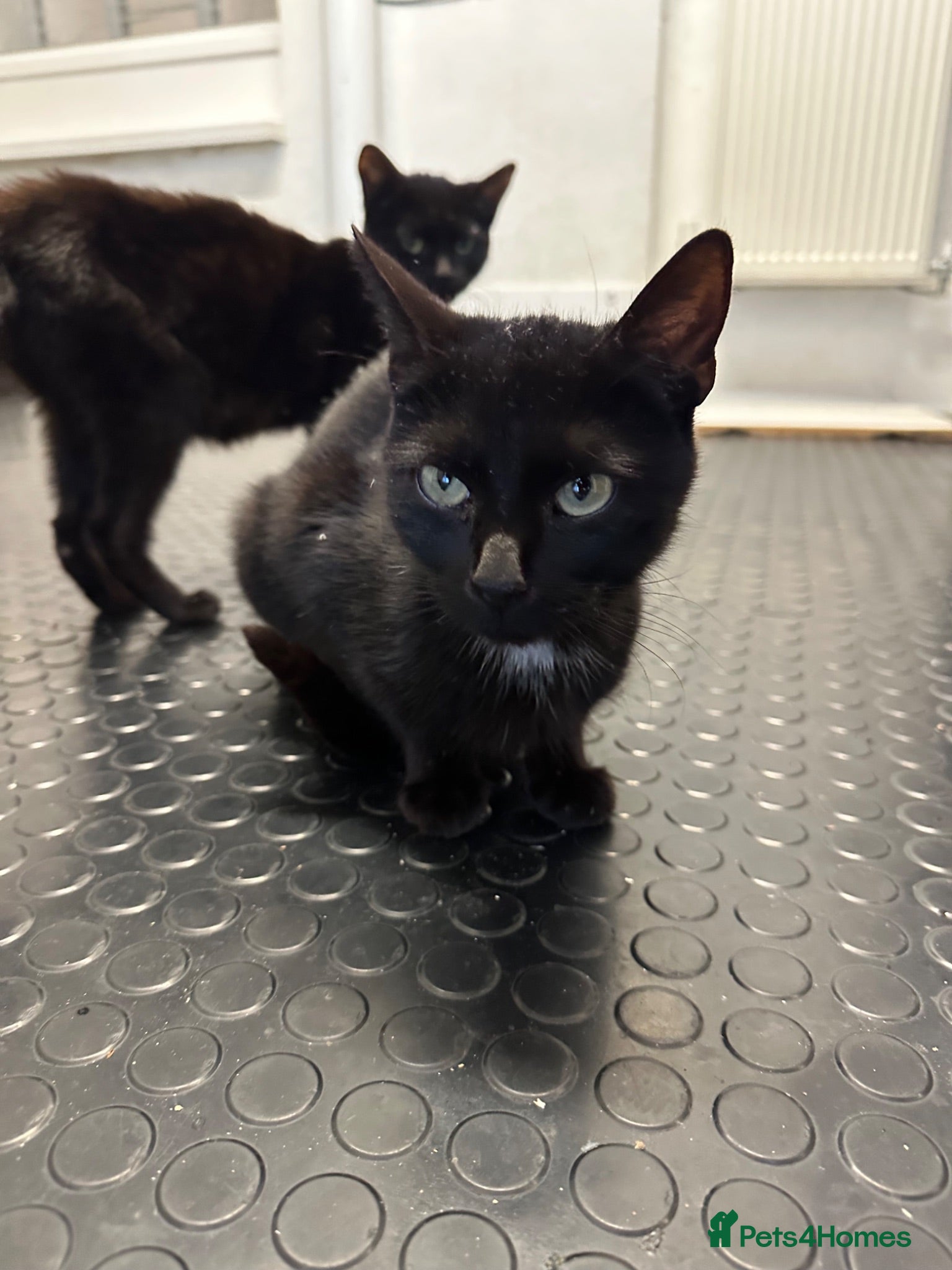 Mixed Breed cats 4 kittens for sale  - Advert 4