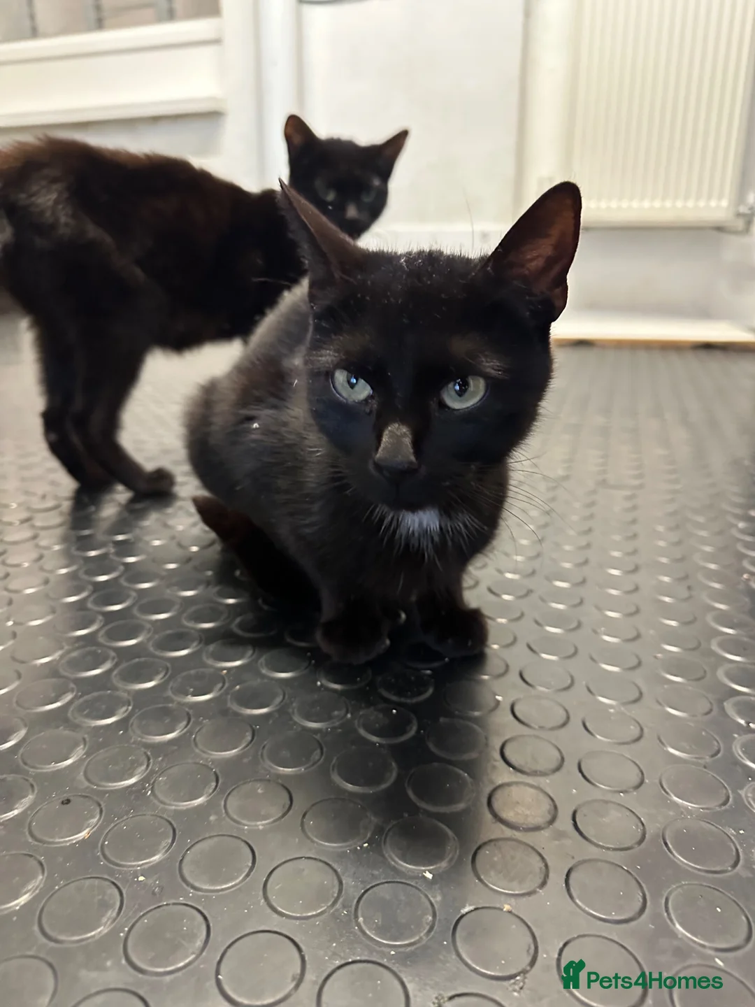 Mixed Breed cats for sale: 4 kittens for sale  - Advert 1
