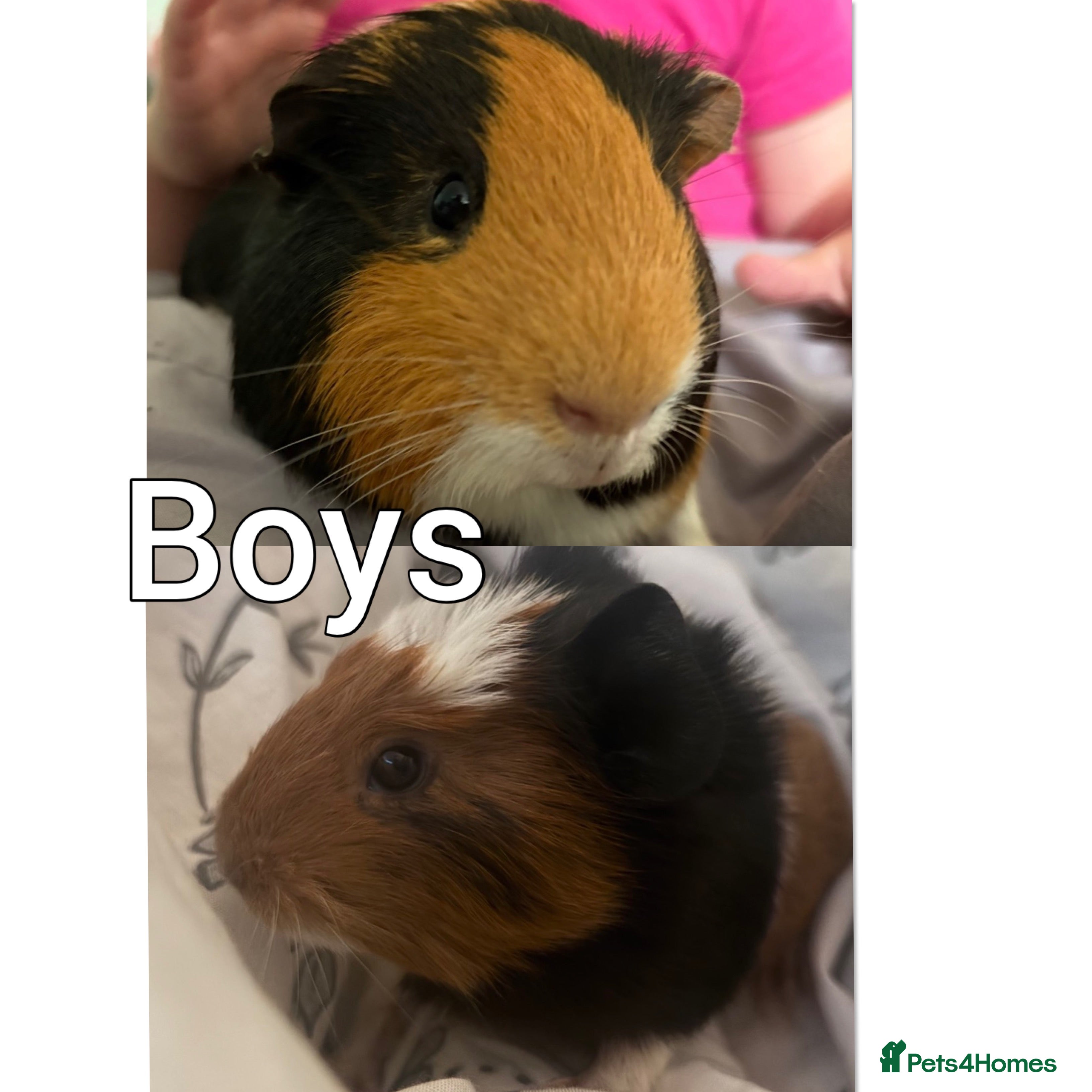 Guinea Pig rodents 2 boy guinea pigs (some older girls for sale)  - Advert 12