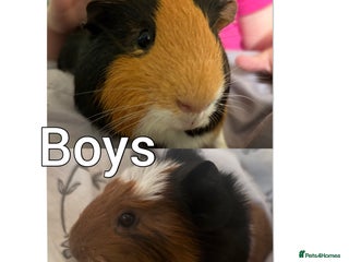 Guinea Pig rodents 2 boy guinea pigs (some older girls for sale) - Advert 12
