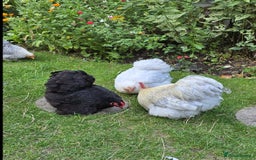 Chickens poultry for sale: Show standard lavender pekin bantams  - Image 5