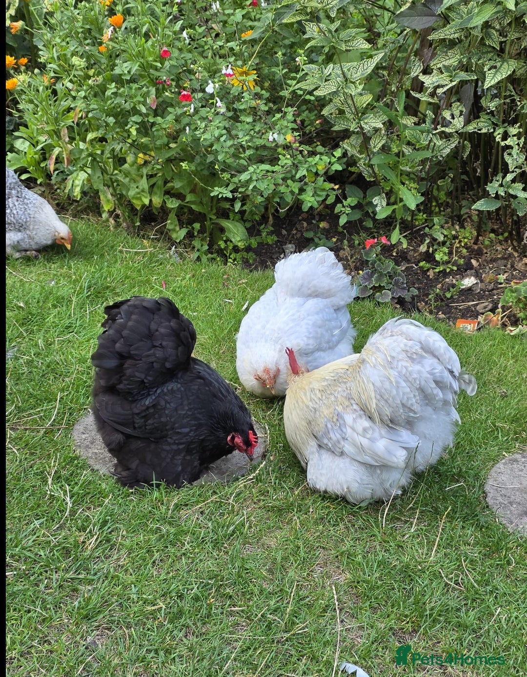 Chickens poultry for sale: Show standard lavender pekin bantams  - Image 5