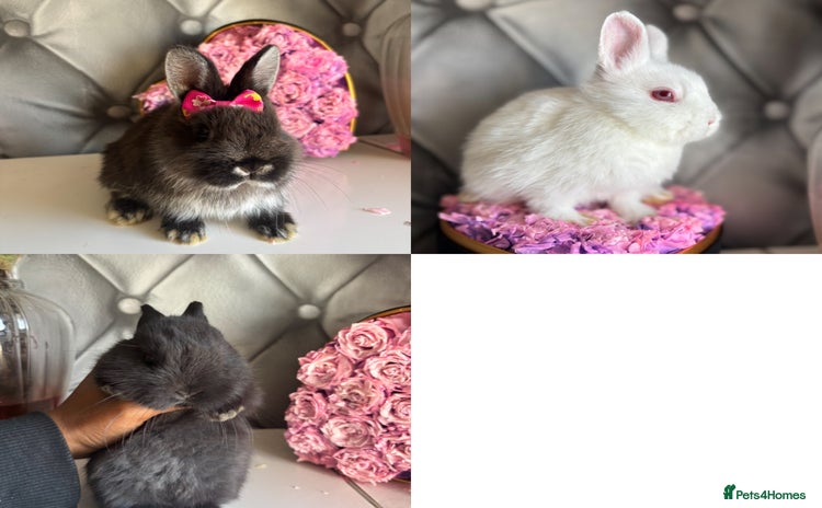 Netherland Dwarf rabbits - Advert 3