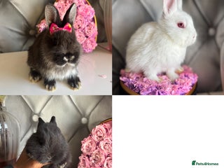Netherland Dwarf rabbits - Advert 15