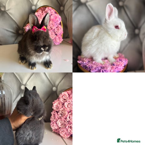 Netherland Dwarf rabbits - Advert 3