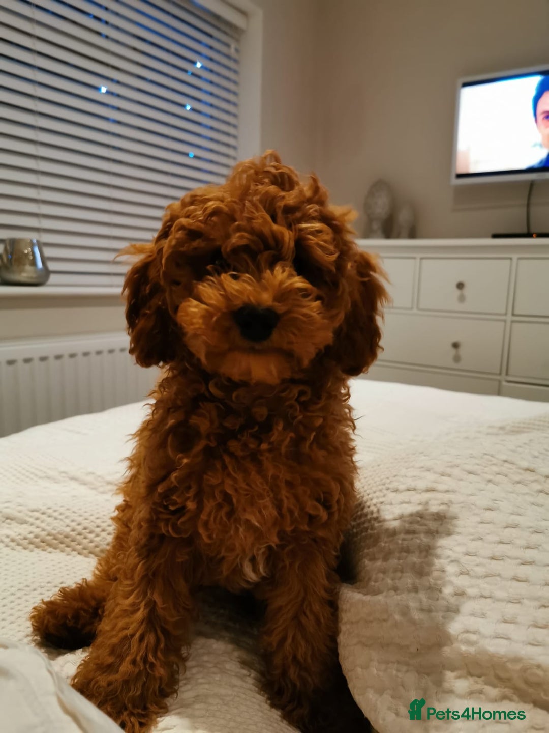 Toy Poodle dogs for stud: Red Toy Poodle stud in Crymych - Advert 12