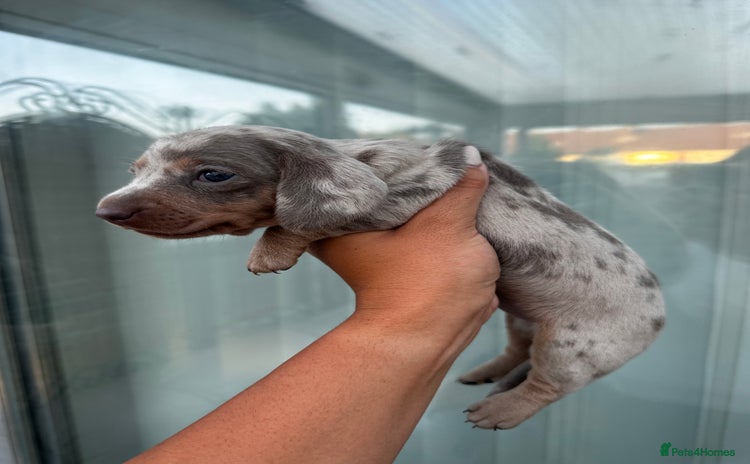 Miniature Dachshund dogs - Advert 16