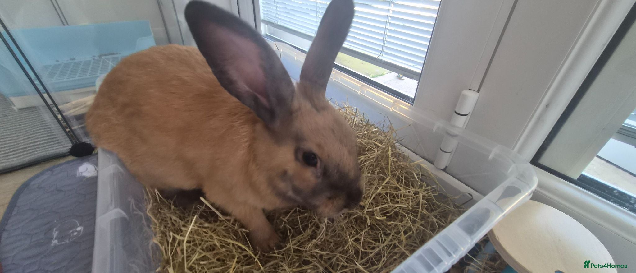 Mixed Breed rabbits 7 month bun for loving home  - Advert 9