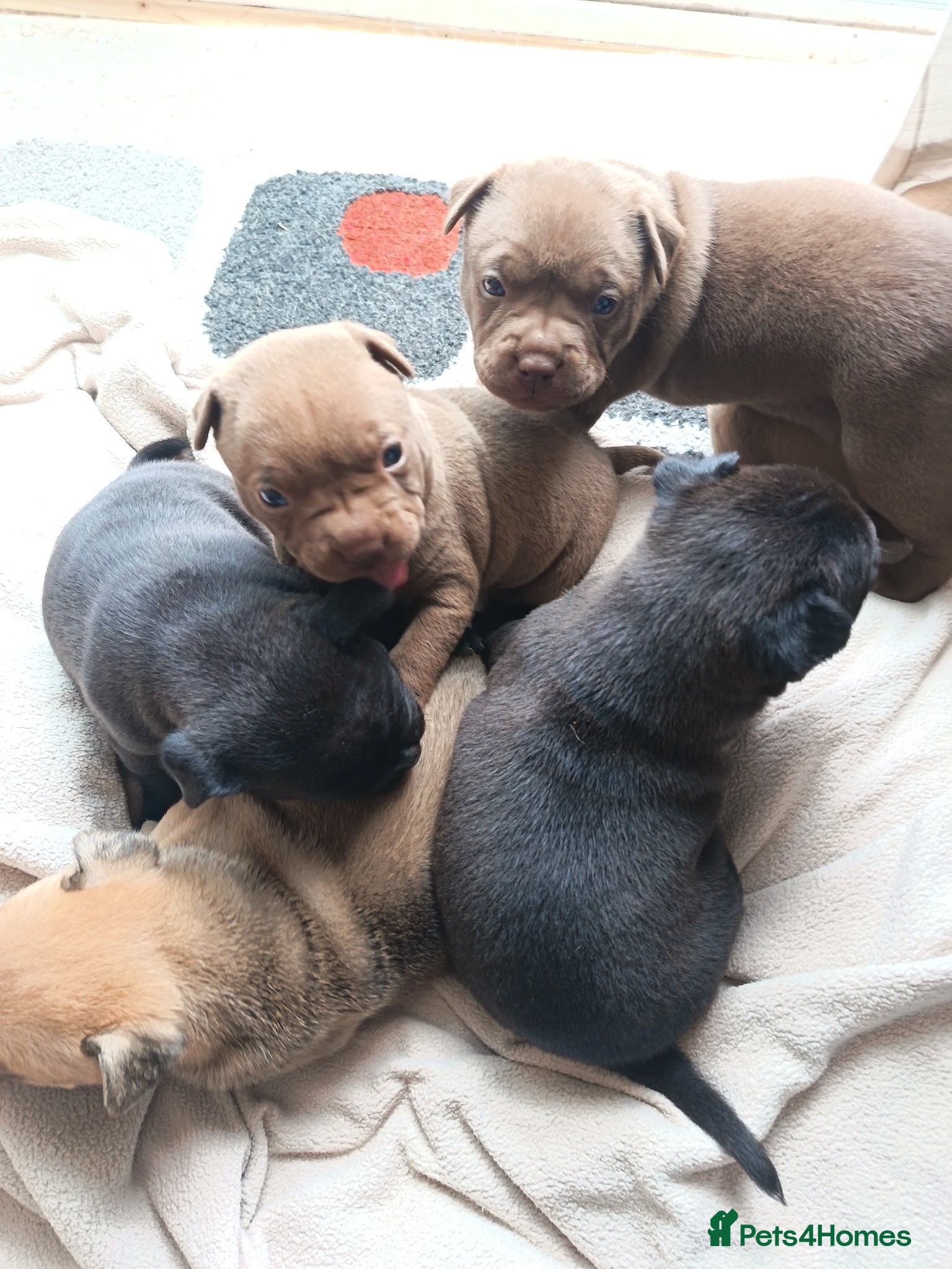 Mixed Breed dogs 6 beautiful Sharpie cross Frenchie bulldogs  - Advert 19