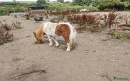 Shetland pony horses for sale: 2 frendly loved shtland felabella, and Shetland  - Image 4