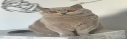 British Shorthair cats for sale: 💕Beautiful BSH lilac girl💕 - Advert 4