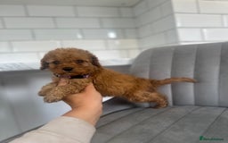 Cockapoo dogs for sale: OUTSTANDING Red Cockapoo Puppies  - Image 9