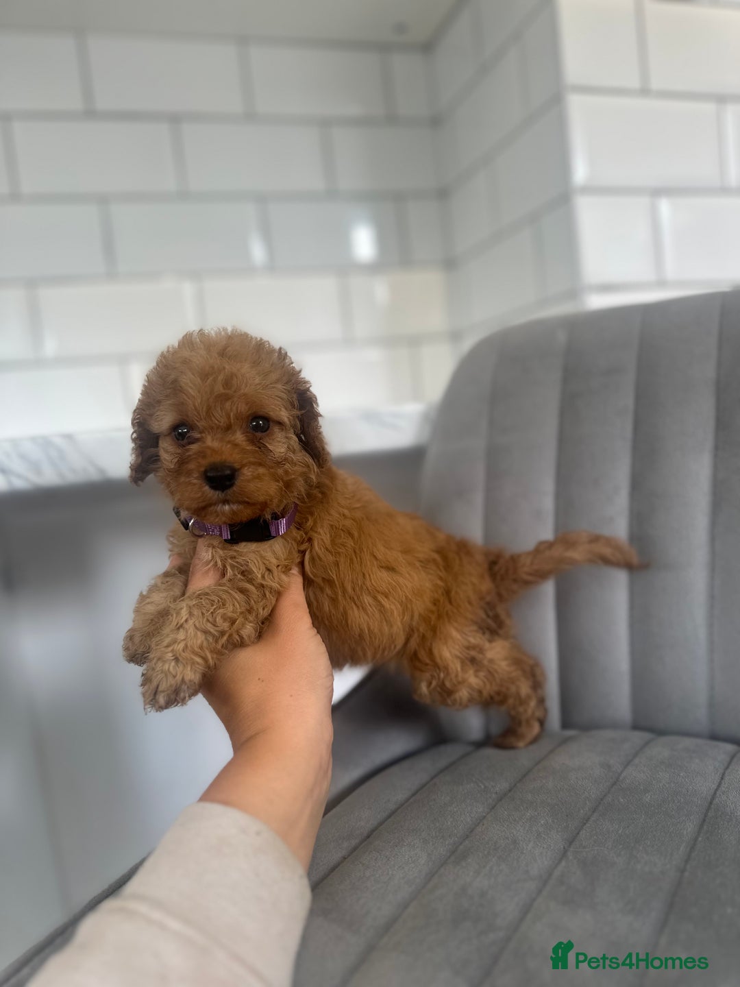 Cockapoo dogs for sale: OUTSTANDING Red Cockapoo Puppies  - Image 9