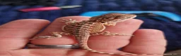Bearded Dragon reptiles for sale: Baby beardes dragons for sale  - Advert 12
