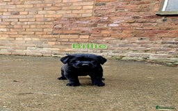 Mixed Breed dogs for sale: Labrador x Belgium Shepherd pups for sale - Image 4