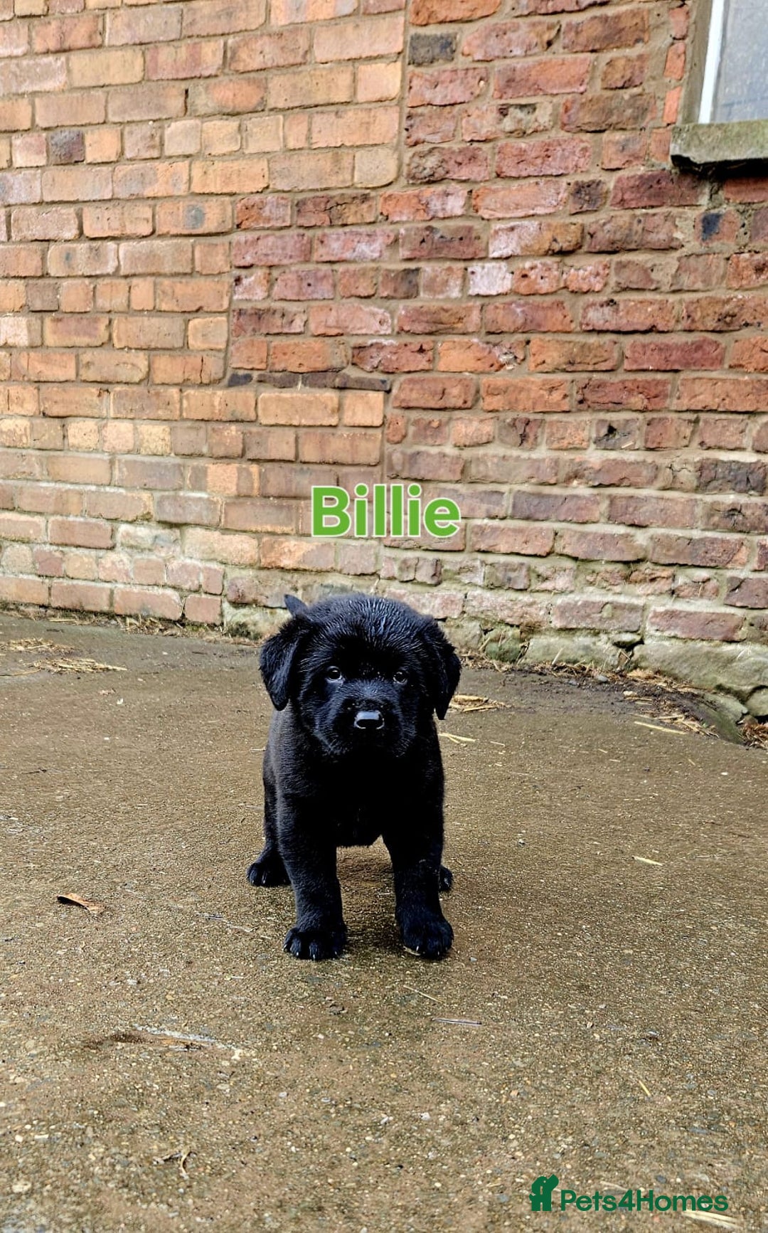 Mixed Breed dogs for sale: Labrador x Belgium Shepherd pups for sale - Image 4